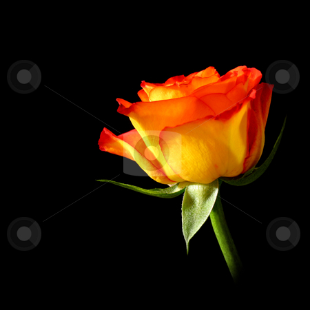 To use this stock image in your creative project, please select the size you need over to the right and click the "Add to Cart" button.
Your downloaded image will come with the Cutcaster watermark removed so don’t worry about the watermark you see on this page. Red rose stock photo, A photography of a red rose on black background by Markus Gann