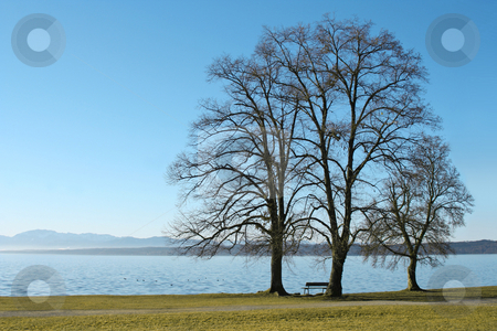 To use this stock image in your creative project, please select the size you need over to the right and click the "Add to Cart" button.
Your downloaded image will come with the Cutcaster watermark removed so don’t worry about the watermark you see on this page. 3 trees at the lake stock photo, Three trees at the lake Starnberg in Bavaria, Germany by Markus Gann