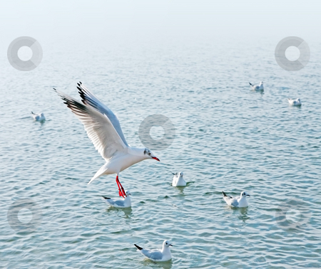To use this stock image in your creative project, please select the size you need over to the right and click the "Add to Cart" button.
Your downloaded image will come with the Cutcaster watermark removed so don’t worry about the watermark you see on this page. Seagull stock photo, A photograph of a sideview of a seagull by Markus Gann