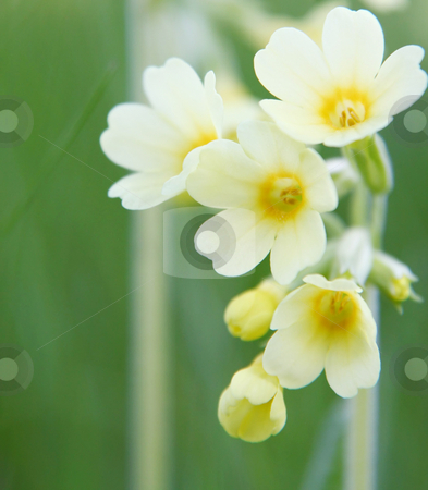To use this stock image in your creative project, please select the size you need over to the right and click the "Add to Cart" button.
Your downloaded image will come with the Cutcaster watermark removed so don’t worry about the watermark you see on this page. Yellow primrose background stock photo, A photography of a yellow primrose background by Markus Gann