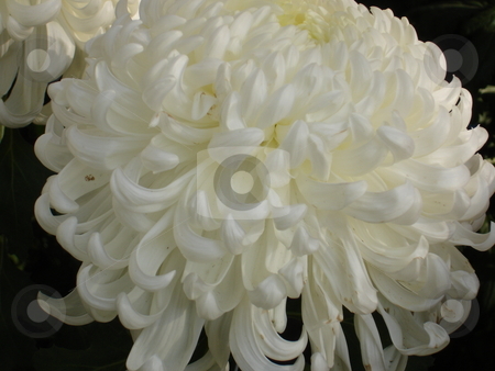 To use this stock image in your creative project, please select the size you need over to the right and click the "Add to Cart" button.
Your downloaded image will come with the Cutcaster watermark removed so don’t worry about the watermark you see on this page. Chrysanthemum stock photo, by E Tsukamoto