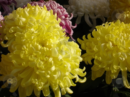 To use this stock image in your creative project, please select the size you need over to the right and click the "Add to Cart" button.
Your downloaded image will come with the Cutcaster watermark removed so don’t worry about the watermark you see on this page. Chrysanthemum stock photo, by E Tsukamoto