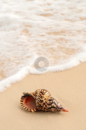 To use this stock image in your creative project, please select the size you need over to the right and click the "Add to Cart" button.
Your downloaded image will come with the Cutcaster watermark removed so don’t worry about the watermark you see on this page. Seashell in front of foaming ocean wave stock photo, Seashell and ocean wave on sandy tropical beach by Elena Elisseeva