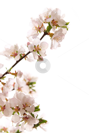To use this stock image in your creative project, please select the size you need over to the right and click the "Add to Cart" button.
Your downloaded image will come with the Cutcaster watermark removed so don’t worry about the watermark you see on this page. Pink cherry blossom stock photo, Branch with pink cherry blossoms isolated on white background by Elena Elisseeva