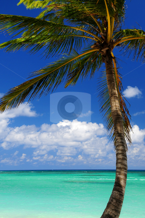 To use this stock image in your creative project, please select the size you need over to the right and click the "Add to Cart" button.
Your downloaded image will come with the Cutcaster watermark removed so don’t worry about the watermark you see on this page. Scenic view on Caribbean sea stock photo, Scenic view on Caribbean sea with palm tree by Elena Elisseeva