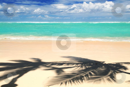 To use this stock image in your creative project, please select the size you need over to the right and click the "Add to Cart" button.
Your downloaded image will come with the Cutcaster watermark removed so don’t worry about the watermark you see on this page. Tropical beach stock photo, Pristine tropical beach with palm trees shadows on Caribbean island. Colors are natural. by Elena Elisseeva