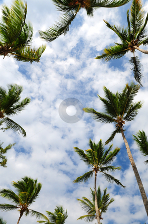 To use this stock image in your creative project, please select the size you need over to the right and click the "Add to Cart" button.
Your downloaded image will come with the Cutcaster watermark removed so don’t worry about the watermark you see on this page. Palm trees stock photo, Tropical background of palm tree tops with blue sky by Elena Elisseeva