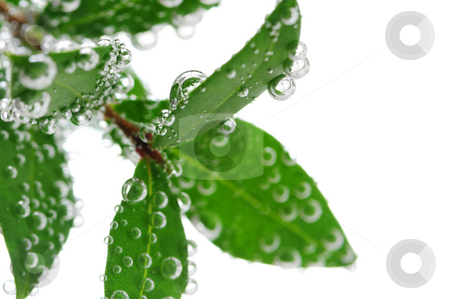 To use this stock image in your creative project, please select the size you need over to the right and click the "Add to Cart" button.
Your downloaded image will come with the Cutcaster watermark removed so don’t worry about the watermark you see on this page. Green leaves in water stock photo, Green leaves of a plant submerged in water with air bubbles by Elena Elisseeva