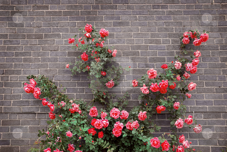 To use this stock image in your creative project, please select the size you need over to the right and click the "Add to Cart" button.
Your downloaded image will come with the Cutcaster watermark removed so don’t worry about the watermark you see on this page. Roses on brick wall stock photo, Climbing red roses on a brick wall of a house by Elena Elisseeva