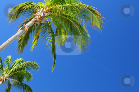 To use this stock image in your creative project, please select the size you need over to the right and click the "Add to Cart" button.
Your downloaded image will come with the Cutcaster watermark removed so don’t worry about the watermark you see on this page. Palms on blue sky stock photo, Tropical background of palms on blue sky by Elena Elisseeva