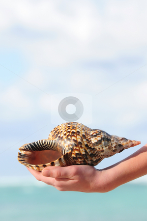 To use this stock image in your creative project, please select the size you need over to the right and click the "Add to Cart" button.
Your downloaded image will come with the Cutcaster watermark removed so don’t worry about the watermark you see on this page. Seashell in hand stock photo, A hand holding a large seashell on tropical beach background by Elena Elisseeva