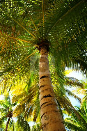 To use this stock image in your creative project, please select the size you need over to the right and click the "Add to Cart" button.
Your downloaded image will come with the Cutcaster watermark removed so don’t worry about the watermark you see on this page. Palm tree canopies in tropical forest stock photo, Palm tree canopies in tropical forest on a Caribbean island by Elena Elisseeva