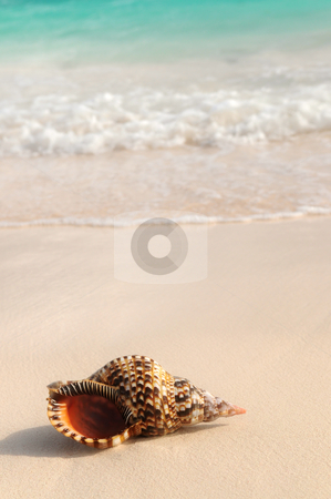 To use this stock image in your creative project, please select the size you need over to the right and click the "Add to Cart" button.
Your downloaded image will come with the Cutcaster watermark removed so don’t worry about the watermark you see on this page. Seashell and ocean wave stock photo, Seashell and ocean wave on sandy tropical beach by Elena Elisseeva
