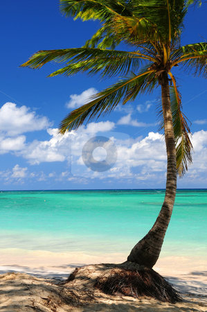 To use this stock image in your creative project, please select the size you need over to the right and click the "Add to Cart" button.
Your downloaded image will come with the Cutcaster watermark removed so don’t worry about the watermark you see on this page. Beach of a tropical island stock photo, Sandy beach of a tropical island with palm tree by Elena Elisseeva