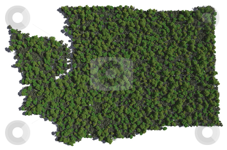 To use this stock image in your creative project, please select the size you need over to the right and click the "Add to Cart" button.
Your downloaded image will come with the Cutcaster watermark removed so don’t worry about the watermark you see on this page. Washington in Trees stock photo, The shape of Washington grown in trees. by Allan Tooley