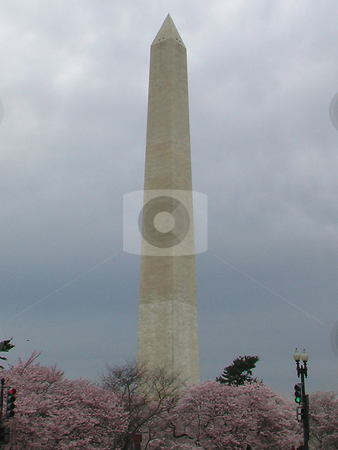 To use this stock image in your creative project, please select the size you need over to the right and click the "Add to Cart" button.
Your downloaded image will come with the Cutcaster watermark removed so don’t worry about the watermark you see on this page. Washington Monument stock photo, PINGNews Premium photo by D.F. Shapinsky for pingnews/Shapinsky MultiMedia. by David Shapinsky