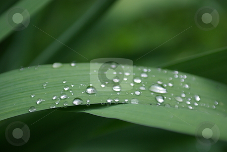 To use this stock image in your creative project, please select the size you need over to the right and click the "Add to Cart" button.
Your downloaded image will come with the Cutcaster watermark removed so don’t worry about the watermark you see on this page. Water Drops On Iris Leaves stock photo, Water droplets on an Iris leaf by Lynn Bendickson