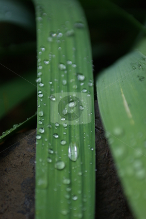 To use this stock image in your creative project, please select the size you need over to the right and click the "Add to Cart" button.
Your downloaded image will come with the Cutcaster watermark removed so don’t worry about the watermark you see on this page. Water Drops On Iris Leaves stock photo, Water droplets on an Iris leaf by Lynn Bendickson