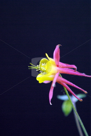 To use this stock image in your creative project, please select the size you need over to the right and click the "Add to Cart" button.
Your downloaded image will come with the Cutcaster watermark removed so don’t worry about the watermark you see on this page. Pink And Yellow Columbine stock photo, A pink Columbine flower on a black background by Lynn Bendickson