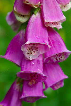 To use this stock image in your creative project, please select the size you need over to the right and click the "Add to Cart" button.
Your downloaded image will come with the Cutcaster watermark removed so don’t worry about the watermark you see on this page. Purple Foxglove Blossoms stock photo, Purple Foxglove flowers with water droplets by Lynn Bendickson