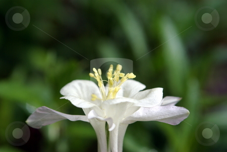 To use this stock image in your creative project, please select the size you need over to the right and click the "Add to Cart" button.
Your downloaded image will come with the Cutcaster watermark removed so don’t worry about the watermark you see on this page. White Columnbine Closeup stock photo, Closeup view of a white columnbine flower. by Lynn Bendickson