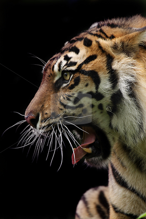 To use this stock image in your creative project, please select the size you need over to the right and click the "Add to Cart" button.
Your downloaded image will come with the Cutcaster watermark removed so don’t worry about the watermark you see on this page. Fierce stock photo, Side profile of a fierce Sumatran Tiger growling. by Megan Lorenz