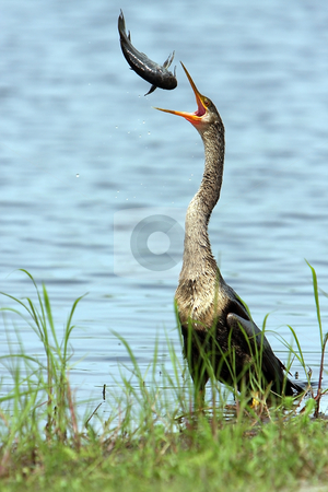 To use this stock image in your creative project, please select the size you need over to the right and click the "Add to Cart" button.
Your downloaded image will come with the Cutcaster watermark removed so don’t worry about the watermark you see on this page. Predator stock photo, Anhinga throwing a catfish into the air. by Megan Lorenz