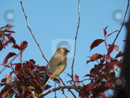 To use this stock image in your creative project, please select the size you need over to the right and click the "Add to Cart" button.
Your downloaded image will come with the Cutcaster watermark removed so don’t worry about the watermark you see on this page. Cedar Waxwing (Bombycilla Cedrorum) stock photo, A Cedar waxwing perched on a branch of a fruit tree by CHERYL LAFOND