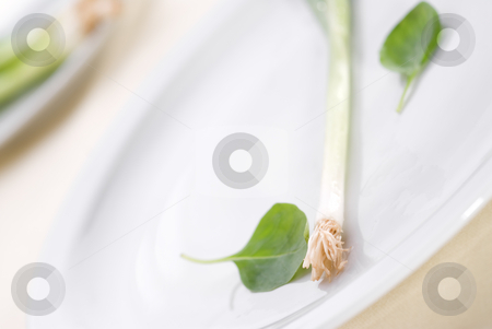 To use this stock image in your creative project, please select the size you need over to the right and click the "Add to Cart" button.
Your downloaded image will come with the Cutcaster watermark removed so don’t worry about the watermark you see on this page. High key green onion on a plate stock photo, High key green onion on a plate with shallow focus by Vince Clements