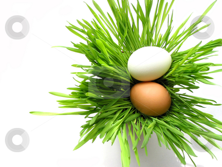 To use this stock image in your creative project, please select the size you need over to the right and click the "Add to Cart" button.
Your downloaded image will come with the Cutcaster watermark removed so don’t worry about the watermark you see on this page. Easter eggs in grass on white stock photo, Easter eggs in green fresh grass isolated on white background by Elena Elisseeva