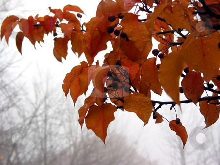 To use this stock image in your creative project, please select the size you need over to the right and click the "Add to Cart" button.
Your downloaded image will come with the Cutcaster watermark removed so don’t worry about the watermark you see on this page. Foggy fall stock photo, Crabapple tree branch with bright orange leaves on a rainy foggy late autumn day by Elena Elisseeva