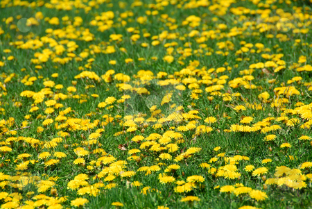 To use this stock image in your creative project, please select the size you need over to the right and click the "Add to Cart" button.
Your downloaded image will come with the Cutcaster watermark removed so don’t worry about the watermark you see on this page. Dandelion field stock photo, Field of blooming dandelions by Elena Elisseeva