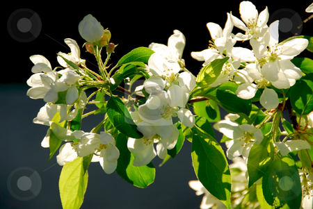 To use this stock image in your creative project, please select the size you need over to the right and click the "Add to Cart" button.
Your downloaded image will come with the Cutcaster watermark removed so don’t worry about the watermark you see on this page. Apple blossom stock photo, Branch of an apple tree blooming on background of blue sky by Elena Elisseeva