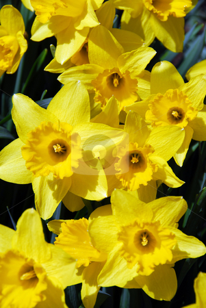 To use this stock image in your creative project, please select the size you need over to the right and click the "Add to Cart" button.
Your downloaded image will come with the Cutcaster watermark removed so don’t worry about the watermark you see on this page. Daffodils stock photo, Daffodils closeup by Elena Elisseeva