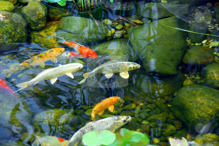 To use this stock image in your creative project, please select the size you need over to the right and click the "Add to Cart" button.
Your downloaded image will come with the Cutcaster watermark removed so don’t worry about the watermark you see on this page. Koi pond stock photo, Koi fish in a natural stone pond by Elena Elisseeva