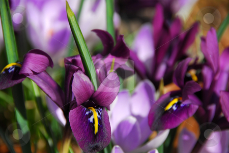 To use this stock image in your creative project, please select the size you need over to the right and click the "Add to Cart" button.
Your downloaded image will come with the Cutcaster watermark removed so don’t worry about the watermark you see on this page. Spring irises stock photo, Spring irises, shallow dof by Elena Elisseeva