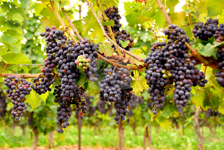 To use this stock image in your creative project, please select the size you need over to the right and click the "Add to Cart" button.
Your downloaded image will come with the Cutcaster watermark removed so don’t worry about the watermark you see on this page. Red grapes stock photo, Row of vines with red grapes by Elena Elisseeva