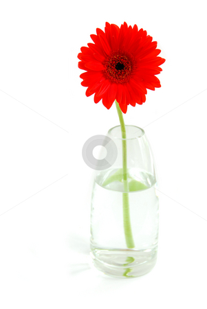 To use this stock image in your creative project, please select the size you need over to the right and click the "Add to Cart" button.
Your downloaded image will come with the Cutcaster watermark removed so don’t worry about the watermark you see on this page. Red gerbera in a vase stock photo, Red gerbera in a glass vase on white background by Elena Elisseeva