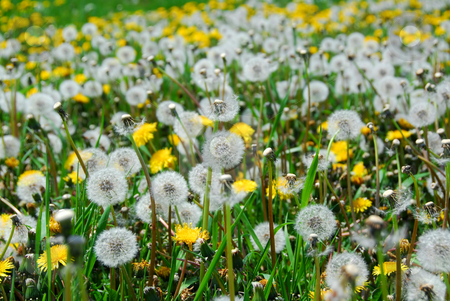 To use this stock image in your creative project, please select the size you need over to the right and click the "Add to Cart" button.
Your downloaded image will come with the Cutcaster watermark removed so don’t worry about the watermark you see on this page. Dandelion field stock photo, A field of blooming and seeding dandelions by Elena Elisseeva