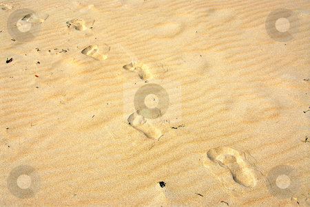 To use this stock image in your creative project, please select the size you need over to the right and click the "Add to Cart" button.
Your downloaded image will come with the Cutcaster watermark removed so don’t worry about the watermark you see on this page. Sand footprints stock photo, Background of yellow sand surface with footprints by Elena Elisseeva