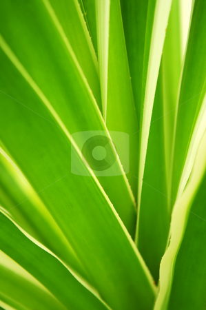 To use this stock image in your creative project, please select the size you need over to the right and click the "Add to Cart" button.
Your downloaded image will come with the Cutcaster watermark removed so don’t worry about the watermark you see on this page. Tropical leaves stock photo, Closeup on green leaves of tropical plant by Elena Elisseeva