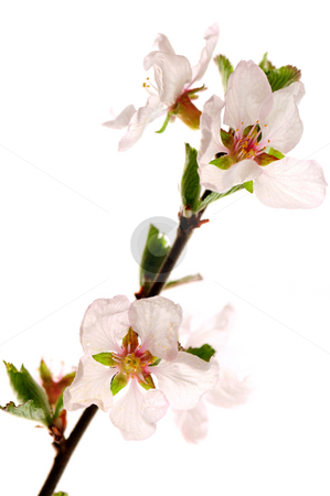 To use this stock image in your creative project, please select the size you need over to the right and click the "Add to Cart" button.
Your downloaded image will come with the Cutcaster watermark removed so don’t worry about the watermark you see on this page. Pink cherry blossom stock photo, Branch with pink cherry blossoms isolated on white background by Elena Elisseeva