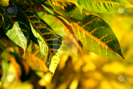 To use this stock image in your creative project, please select the size you need over to the right and click the "Add to Cart" button.
Your downloaded image will come with the Cutcaster watermark removed so don’t worry about the watermark you see on this page. Green leaves stock photo, Closeup on green leaves of tropical plant by Elena Elisseeva