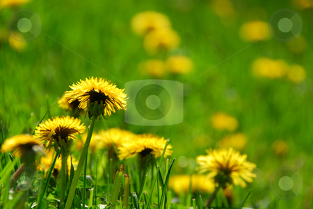 To use this stock image in your creative project, please select the size you need over to the right and click the "Add to Cart" button.
Your downloaded image will come with the Cutcaster watermark removed so don’t worry about the watermark you see on this page. Blooming dandelions stock photo, Blooming spring dandelions by Elena Elisseeva