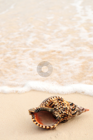 To use this stock image in your creative project, please select the size you need over to the right and click the "Add to Cart" button.
Your downloaded image will come with the Cutcaster watermark removed so don’t worry about the watermark you see on this page. Seashell and ocean wave stock photo, Seashell in front of foaming ocean wave on sandy tropical beach by Elena Elisseeva