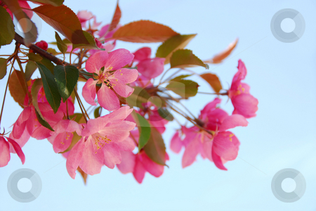 To use this stock image in your creative project, please select the size you need over to the right and click the "Add to Cart" button.
Your downloaded image will come with the Cutcaster watermark removed so don’t worry about the watermark you see on this page. Apple blossom stock photo, Closeup on blooming apple tree branch, blue sky background by Elena Elisseeva