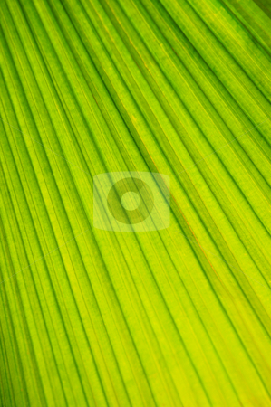 To use this stock image in your creative project, please select the size you need over to the right and click the "Add to Cart" button.
Your downloaded image will come with the Cutcaster watermark removed so don’t worry about the watermark you see on this page. Palm tree leaf background stock photo, Botanical abstract background of green leaf of tropical plant by Elena Elisseeva