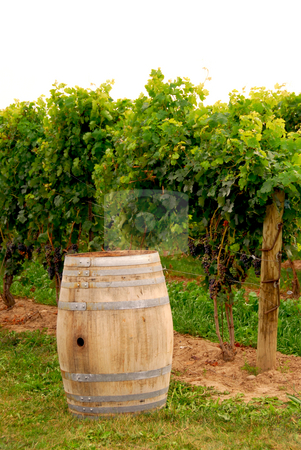 To use this stock image in your creative project, please select the size you need over to the right and click the "Add to Cart" button.
Your downloaded image will come with the Cutcaster watermark removed so don’t worry about the watermark you see on this page. Wine barrel at vineyard stock photo, Old wine barrel at vineyard by Elena Elisseeva