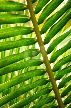 To use this stock image in your creative project, please select the size you need over to the right and click the "Add to Cart" button.
Your downloaded image will come with the Cutcaster watermark removed so don’t worry about the watermark you see on this page. Tropical leaf stock photo, Closeup of green leaf of tropical plant by Elena Elisseeva