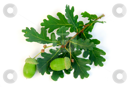 To use this stock image in your creative project, please select the size you need over to the right and click the "Add to Cart" button.
Your downloaded image will come with the Cutcaster watermark removed so don’t worry about the watermark you see on this page. Acorns oak branch stock photo, Oak branch with acorns on white background by Elena Elisseeva